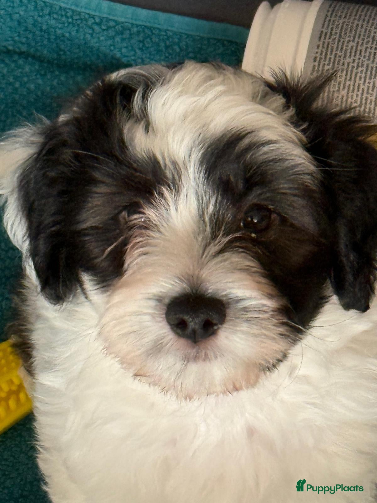 Maltipoo honden Maltezer X Poedel (Maltipoo) - Advertentie 1