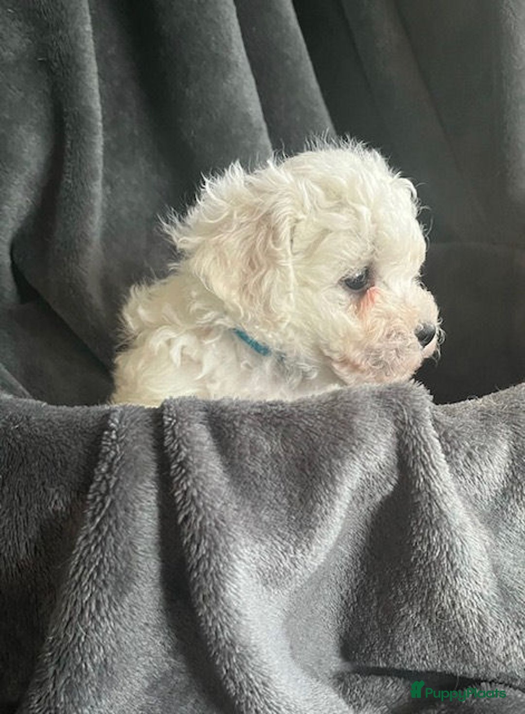 Bichon Frisé honden te koop: bichon frise pups - Advertentie 11