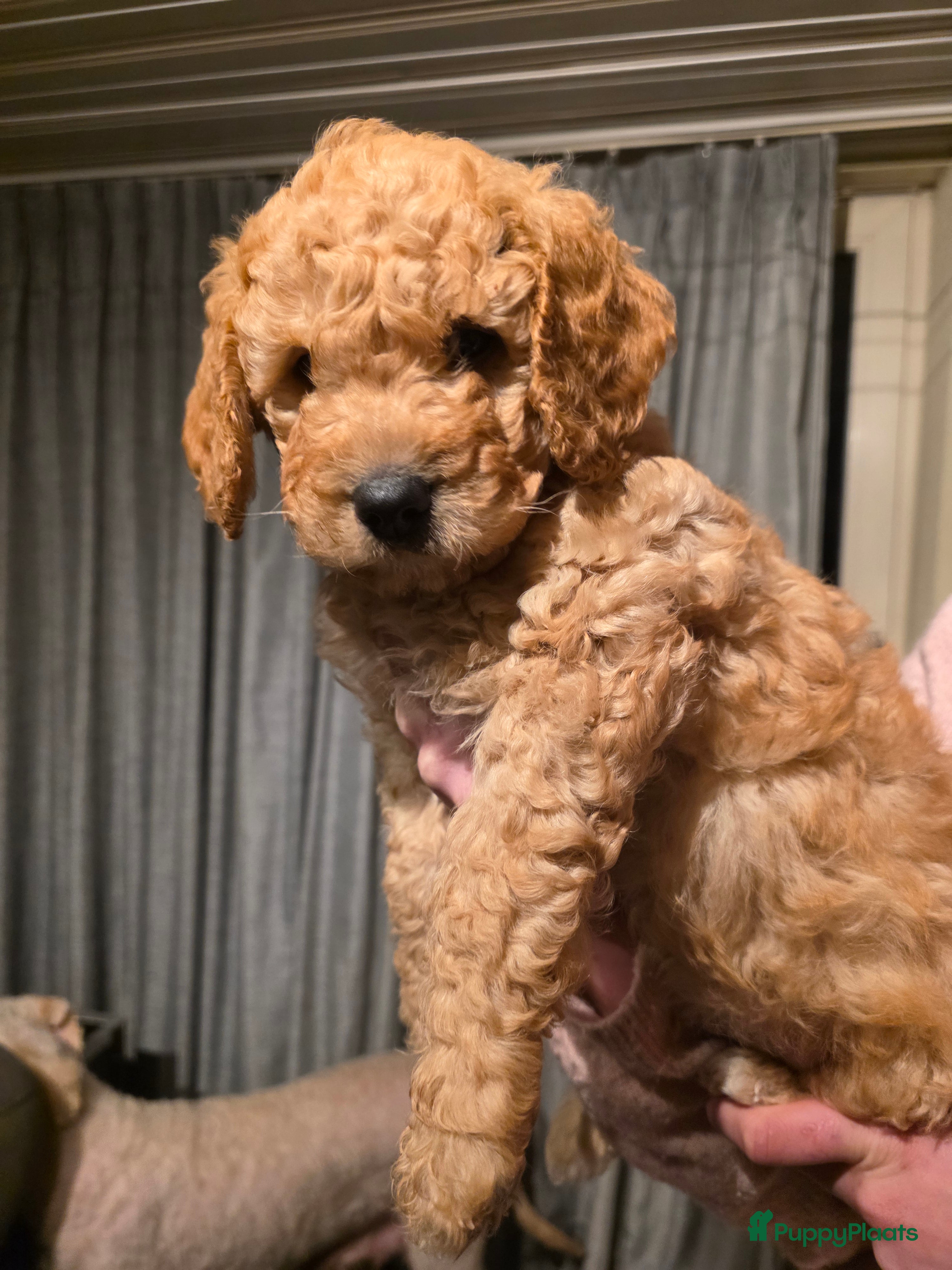 Kruising honden Goldendoodle multigen reutjes mogen verhuizen - Advertentie 2