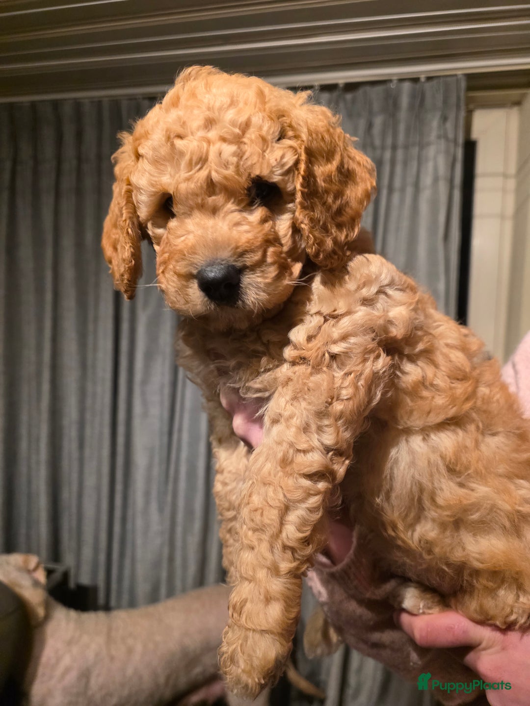 Kruising honden te koop: Goldendoodle multigen reutjes mogen verhuizen - Advertentie 1