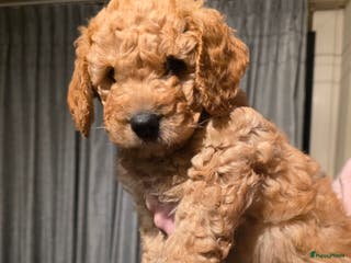 Kruising honden Goldendoodle multigen reutjes mogen verhuizen - Advertentie 2