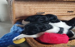 Friese Stabij honden te koop: Drie lieve Friese Stabij reutjes in Gasselte - Afbeelding 12