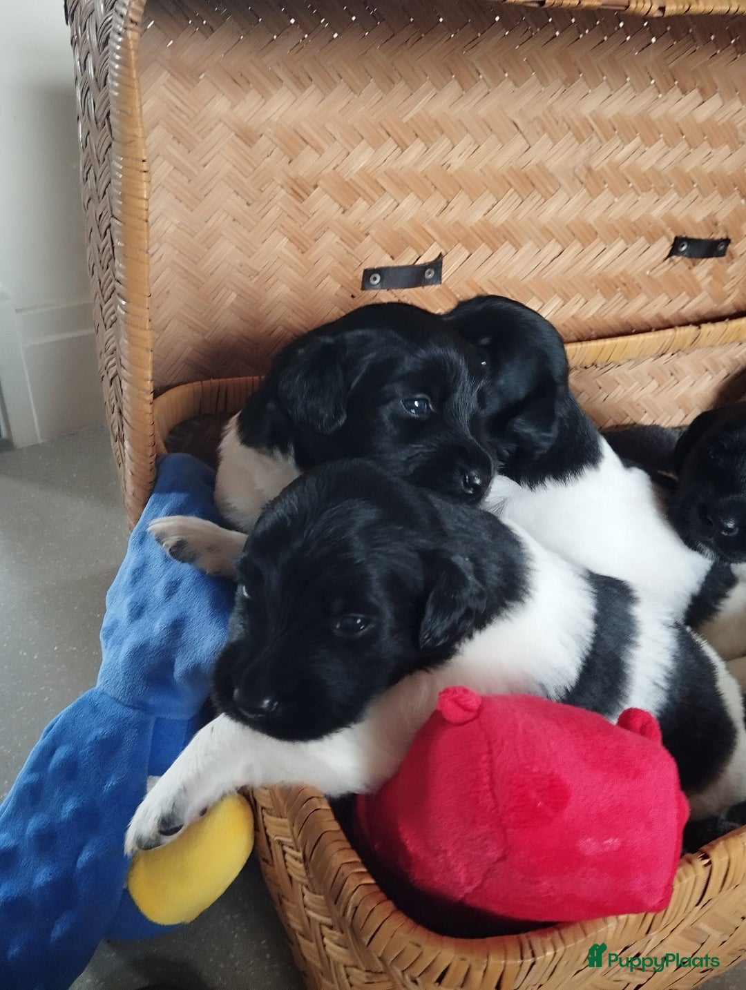 Friese Stabij honden te koop: Drie lieve Friese Stabij reutjes in Gasselte - Afbeelding 12
