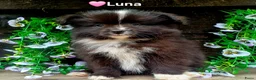 Kruising honden te koop: Super leuke dwergkees/pomeriaan kruising pups - Advertentie 9