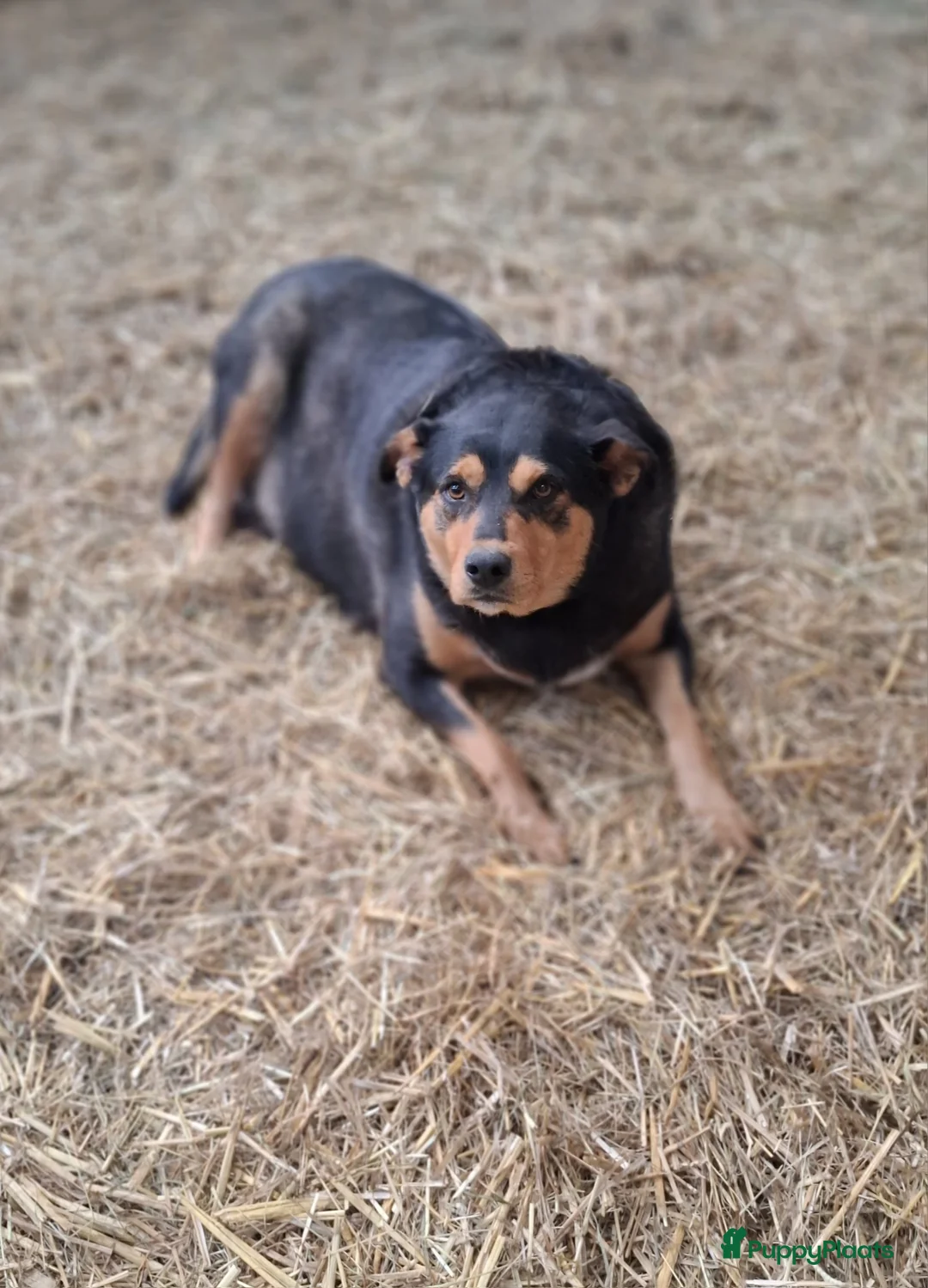 Kruising honden te koop: Prachtige pups Border Collie x Australian Kelpie  - Advertentie 15