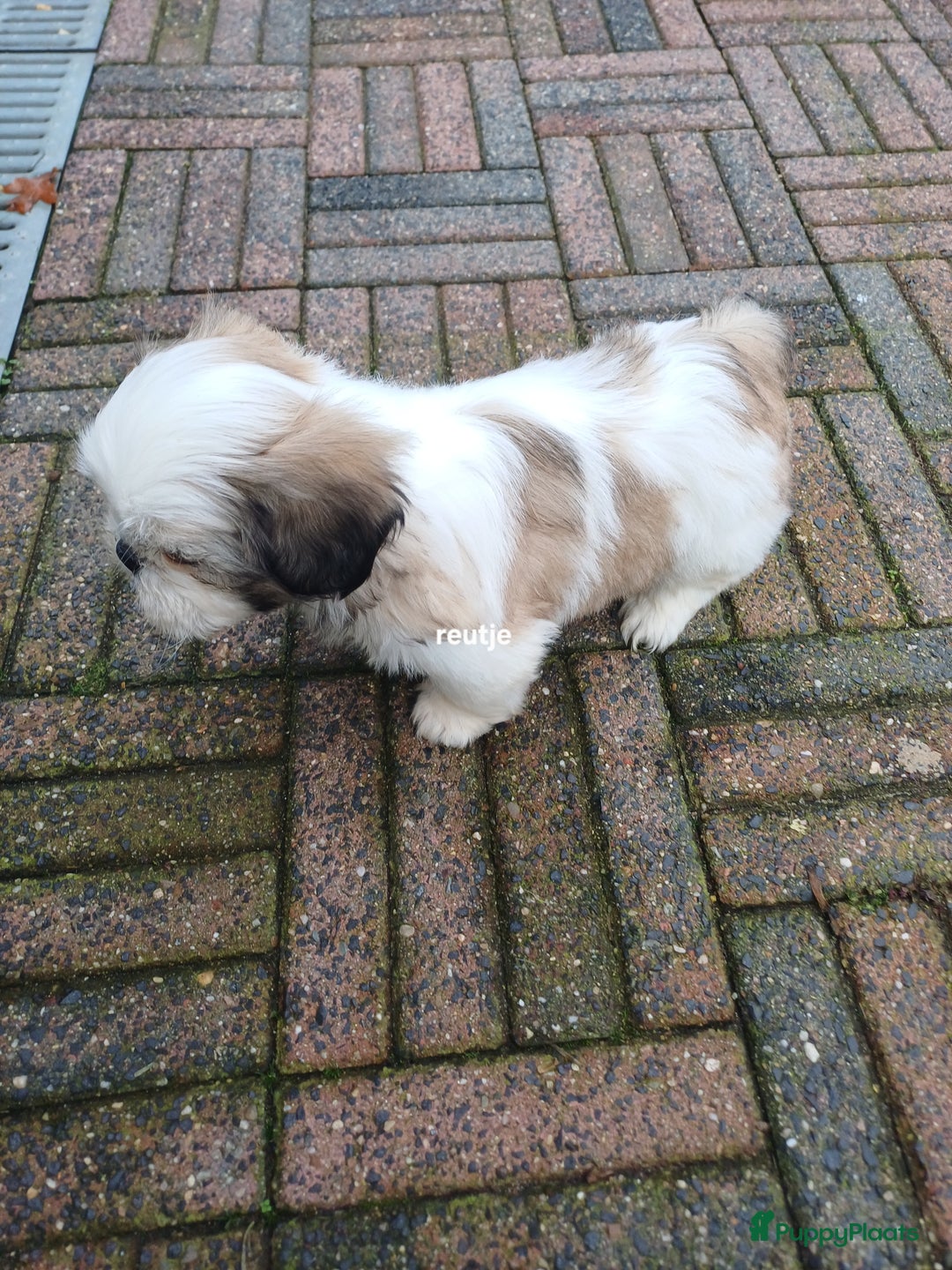 Shih Tzu honden te koop: leuke lieve ras zuiver shih tzu pups - Advertentie 39
