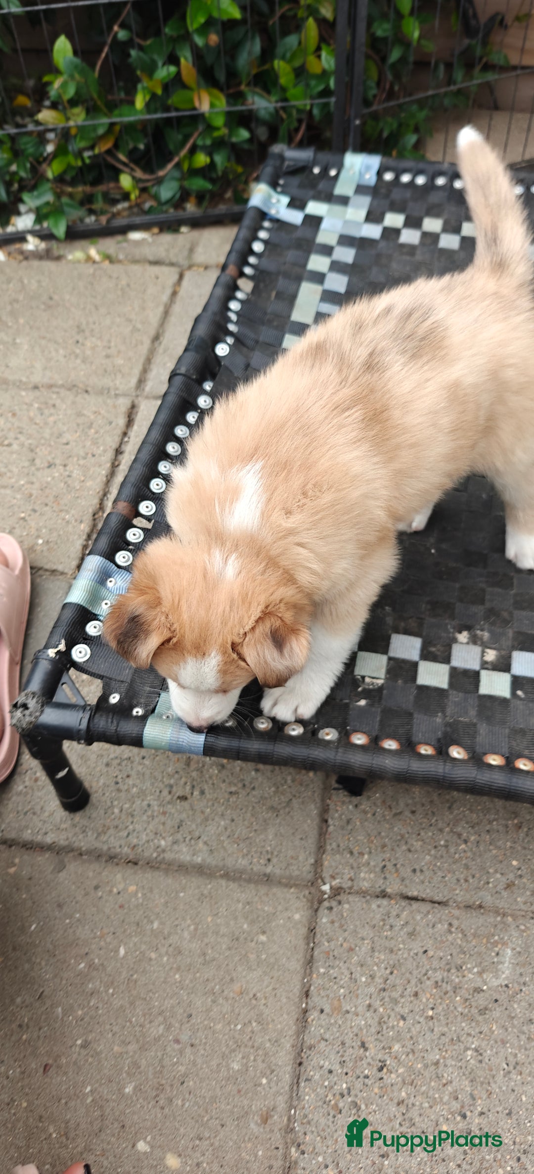 Kruising honden te koop: Borsky pup, Husky x Border Collie - Afbeelding 15