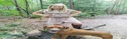 Rhodesian Ridgeback honden te koop: Rhodesian Ridgeback pups met stamboom  in Apeldoorn - Advertentie 18