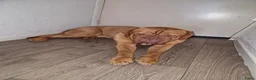 Bordeaux Dog honden te koop: Bordeaux dog zoekt nieuwe huisje  - Advertentie 3