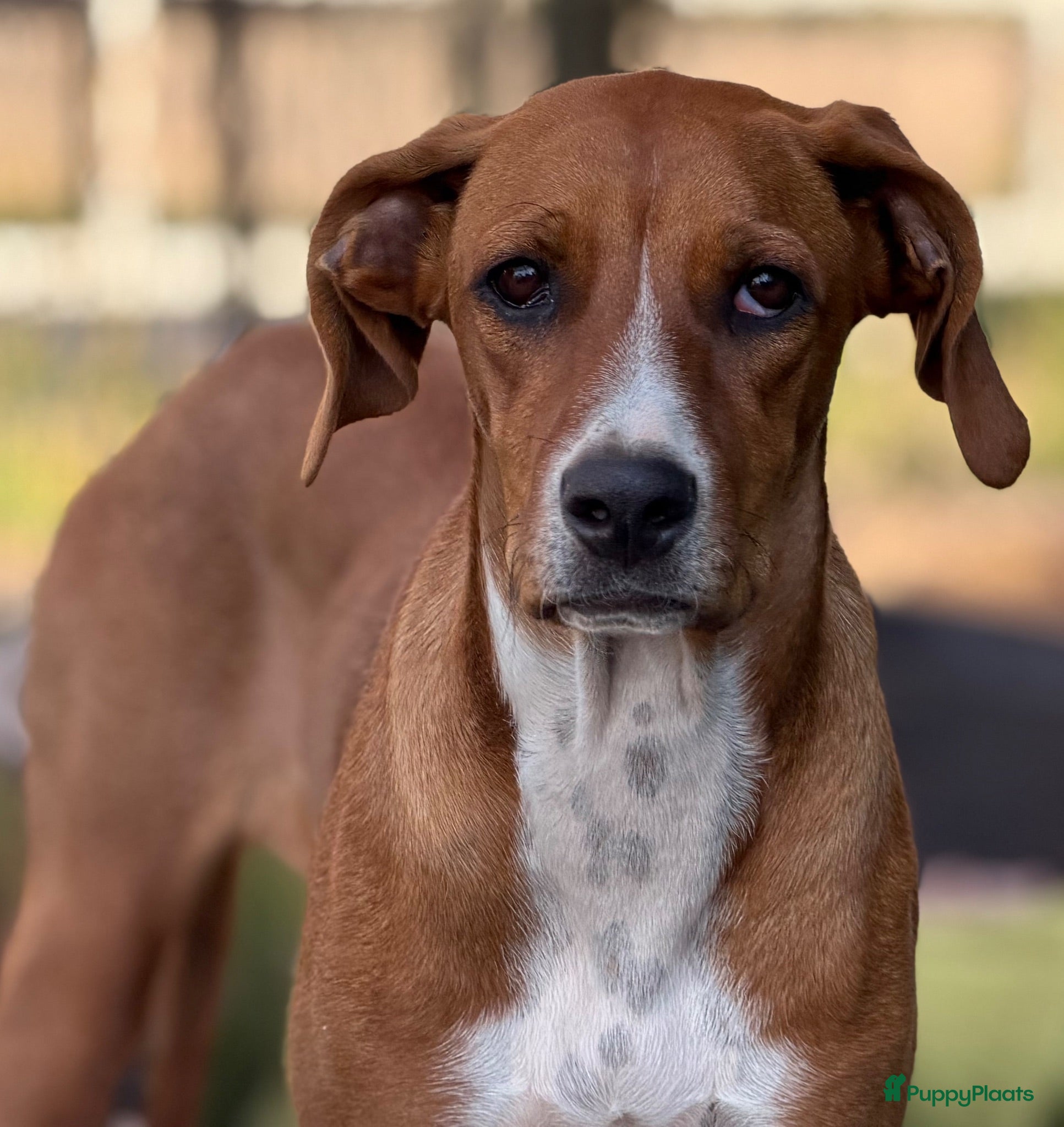 Kruising honden Ninna - Advertentie 8
