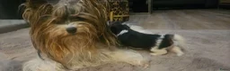 Biewer Terrier honden te koop: Biewer teriër reutje - Advertentie 1