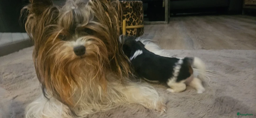 Biewer Terrier honden te koop: Biewer teriër reutje - Advertentie 1