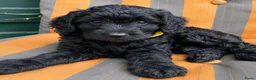 Australian Labradoodle honden te koop: Australiën Labradoodle pups 🐾🐾 - Advertentie 4