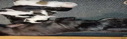 Shih Tzu honden te koop: Lieve leuke raszuiver shih tzu pups - Advertentie 24