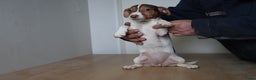 Jack Russel Terriër honden te koop: Mega Mooie jacks te koop - Advertentie 17