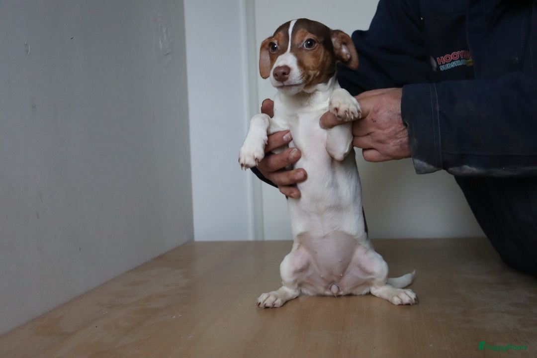 Jack Russel Terriër honden te koop: Mega Mooie jacks te koop - Advertentie 17