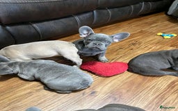 Franse Bulldog honden ter adoptie: Franse bulldog-puppy's ter adoptie - Afbeelding 3