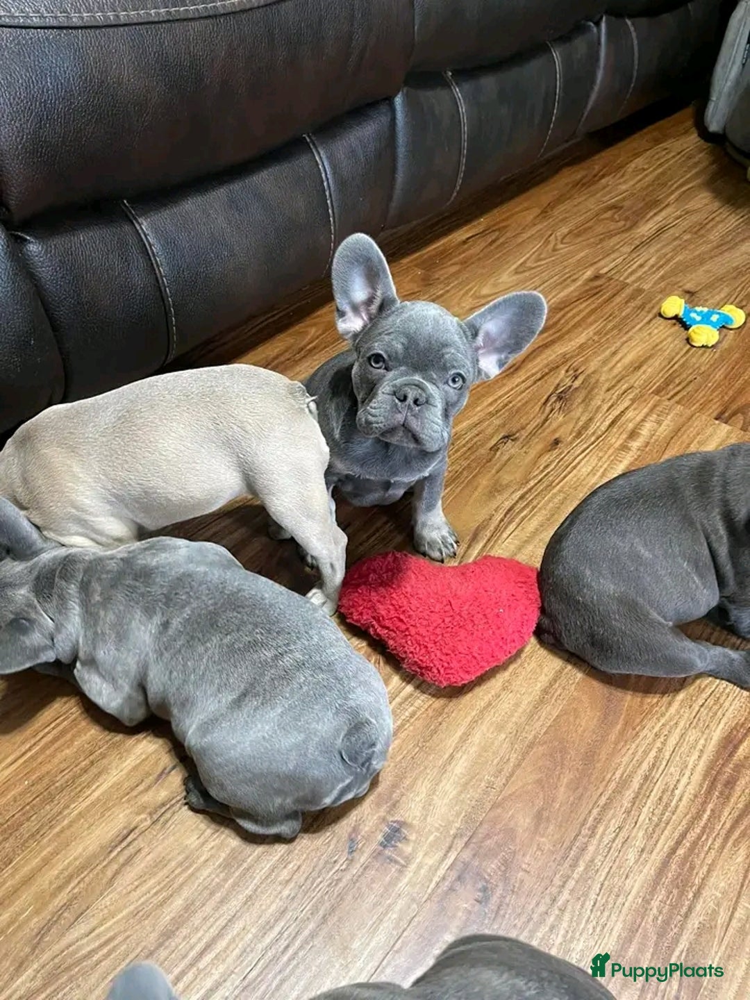 Franse Bulldog honden ter adoptie: Franse bulldog-puppy's ter adoptie - Afbeelding 3