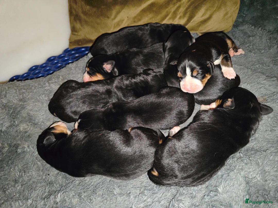 Grote Zwitserse Sennenhond honden te koop: Grote Zwitserse Sennenpups  - Advertentie 4