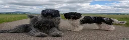 Nederlandse Schapendoes honden te koop: We verwachten puppy's ☺️ - Advertentie 2