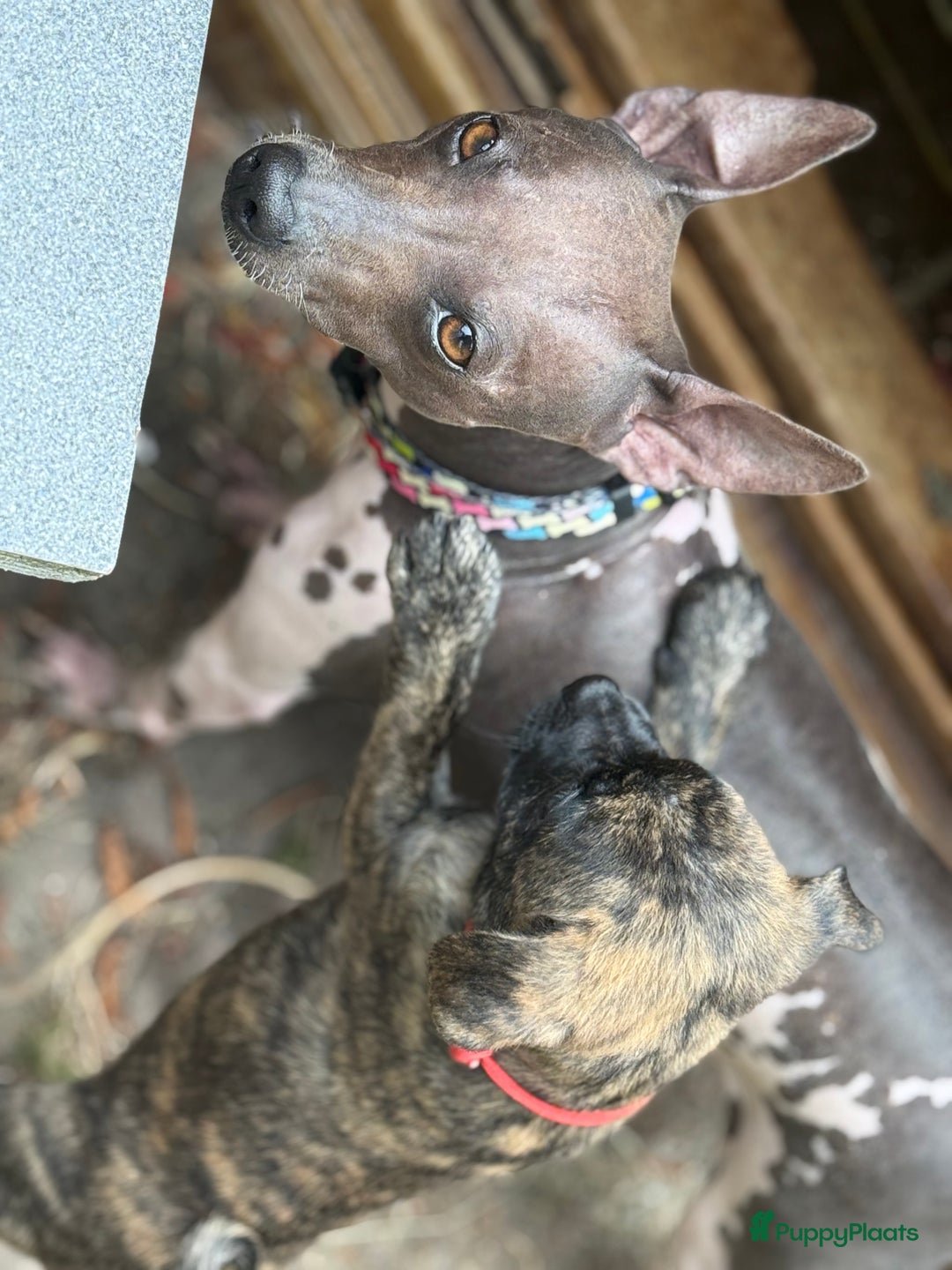 Kruising honden te koop: Kruising AHT American Hairless Terriër X Bulletje  in Hazerswoude-Rijndijk - Afbeelding 8