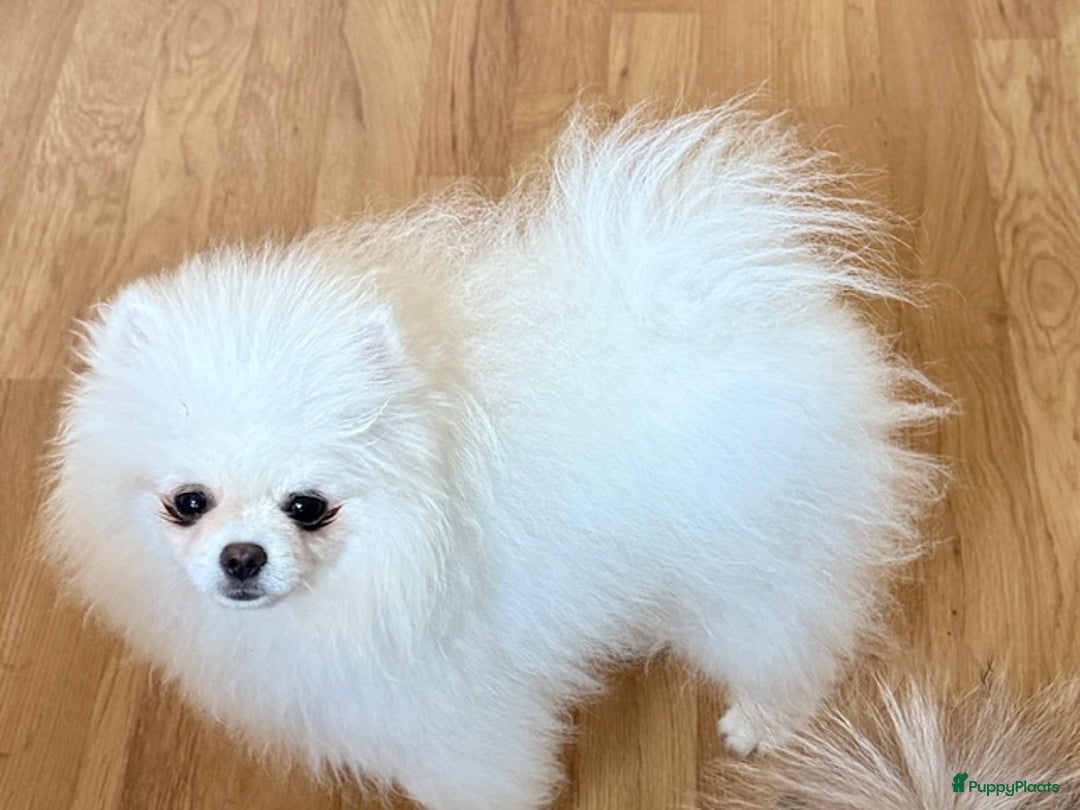 Pomeriaan honden te koop: Prachtig wit pomeriaan pupje, reu  - Advertentie 10