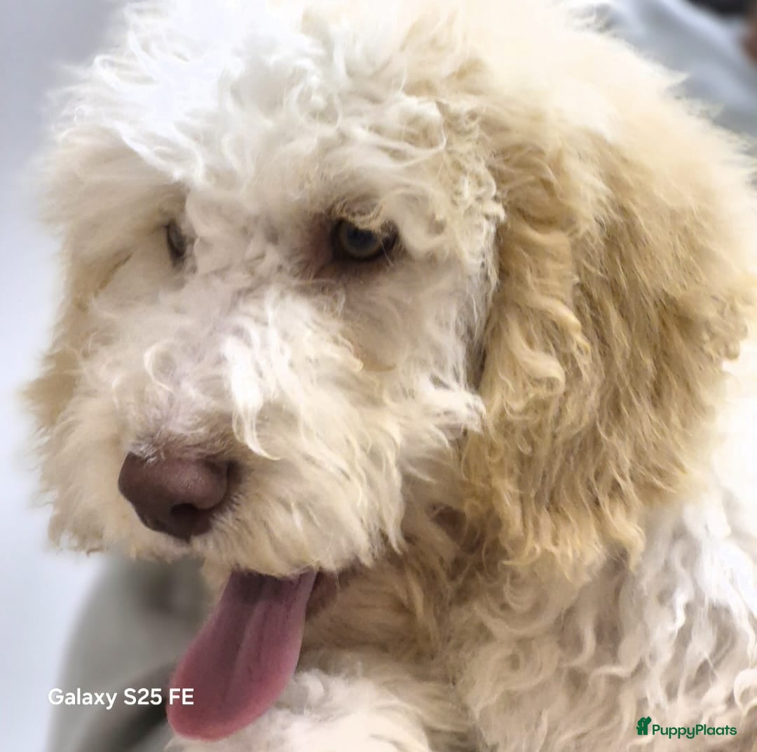 Lagotto Romagnolo honden Italiaanse waterhond Lagotto Romagnolo - Advertentie 1