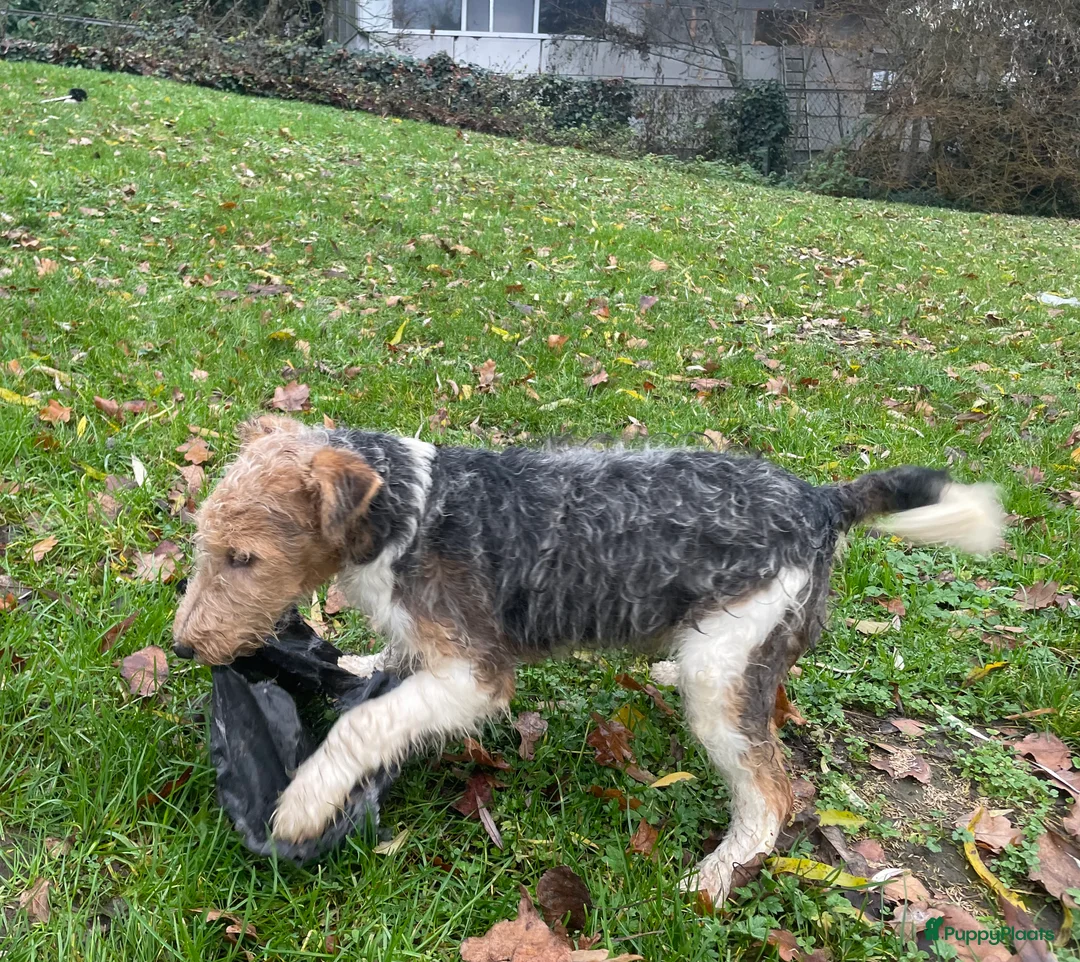 Fox Terriër Draadhaar honden te koop: ruwharige fox terrier pups - Advertentie 5