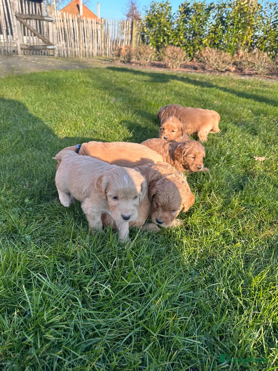 Kruising honden te koop: Labradoodle x Goldendoodle pups - Advertentie 16