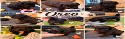 Kruising honden te koop: 🧸TeddyPoo |ToyPoedelXTeddydog 🤎Ouders Aanwezig❣️ - Advertentie 3