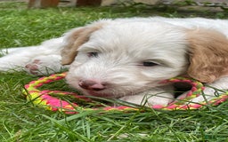 Australian Labradoodle honden te koop: Australian Labradoodle pups in Strijen - Afbeelding 1
