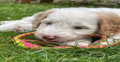 Australian Labradoodle honden in Strijen - Advertentie 9