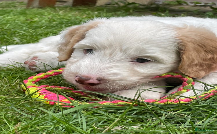Australian Labradoodle honden in Strijen - Advertentie 12