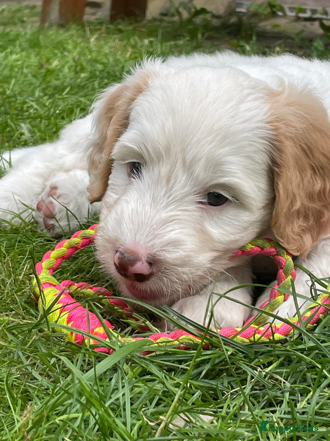 Australian Labradoodle honden te koop: Australian Labradoodle pups in Strijen - Afbeelding 1