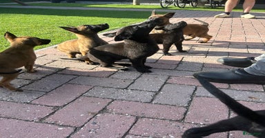 Mechelse Herder honden - Advertentie 9