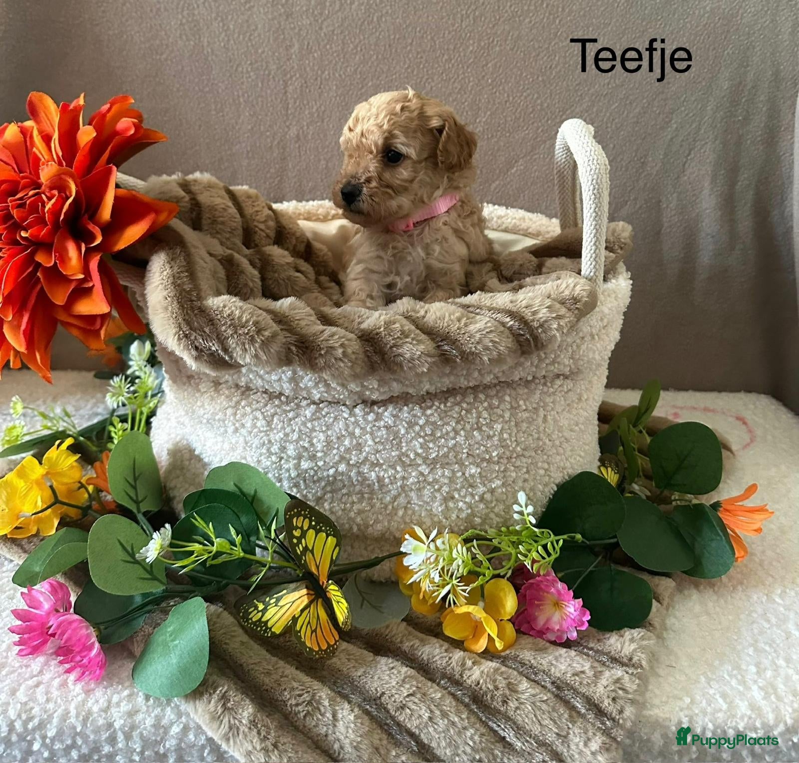 Poedel Toy honden Toy poedel puppy's  - Advertentie 1