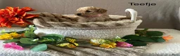 Poedel Toy honden te koop: Toy poedel puppy's  - Advertentie 1