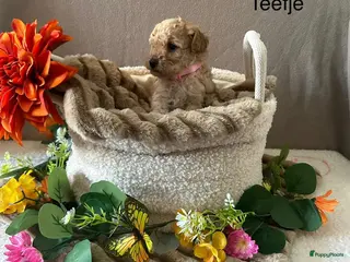 Poedel Toy honden Toy poedel puppy's - Advertentie 1