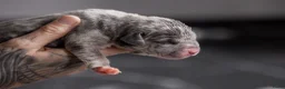 Amerikaanse Bully honden te koop: Prachtig nest American Bully pups - Advertentie 9