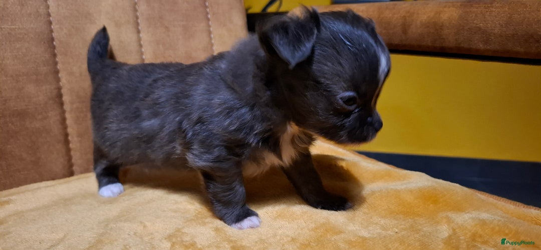 Chihuahua honden te koop: Chihuahua - Advertentie 13