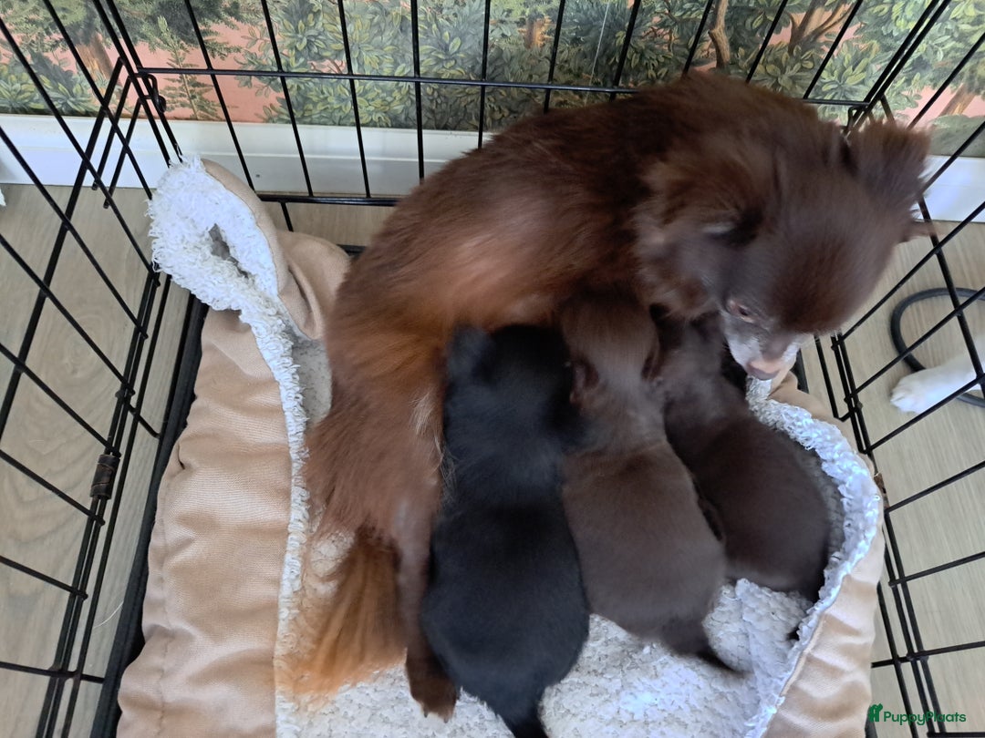 Chihuahua honden te koop: Superleuk nestje chihuahua pupjes van 3 - Advertentie 7