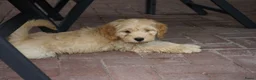 Kruising honden te koop: Lieve kruising labradoodle pups te koop! - Advertentie 12