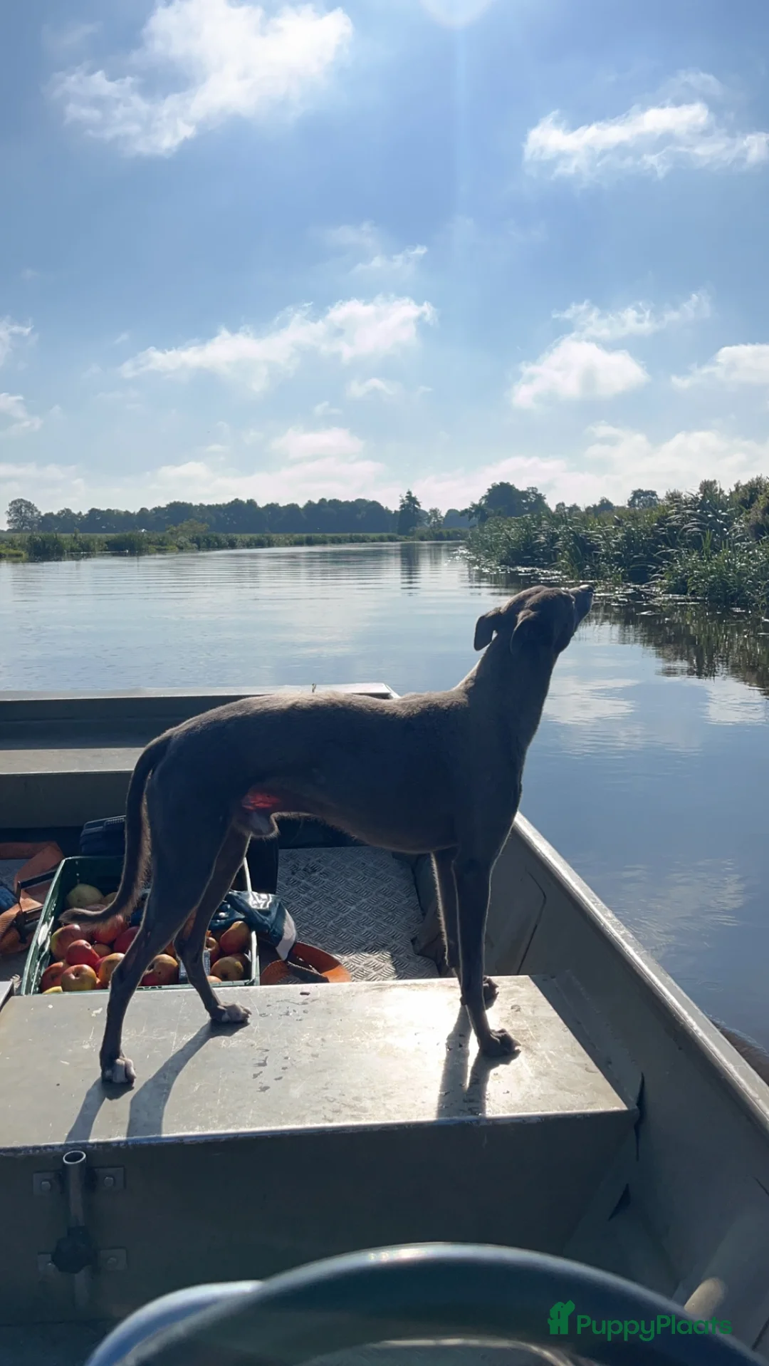 Whippet honden te koop: Prachtige whippet pups - Advertentie 11