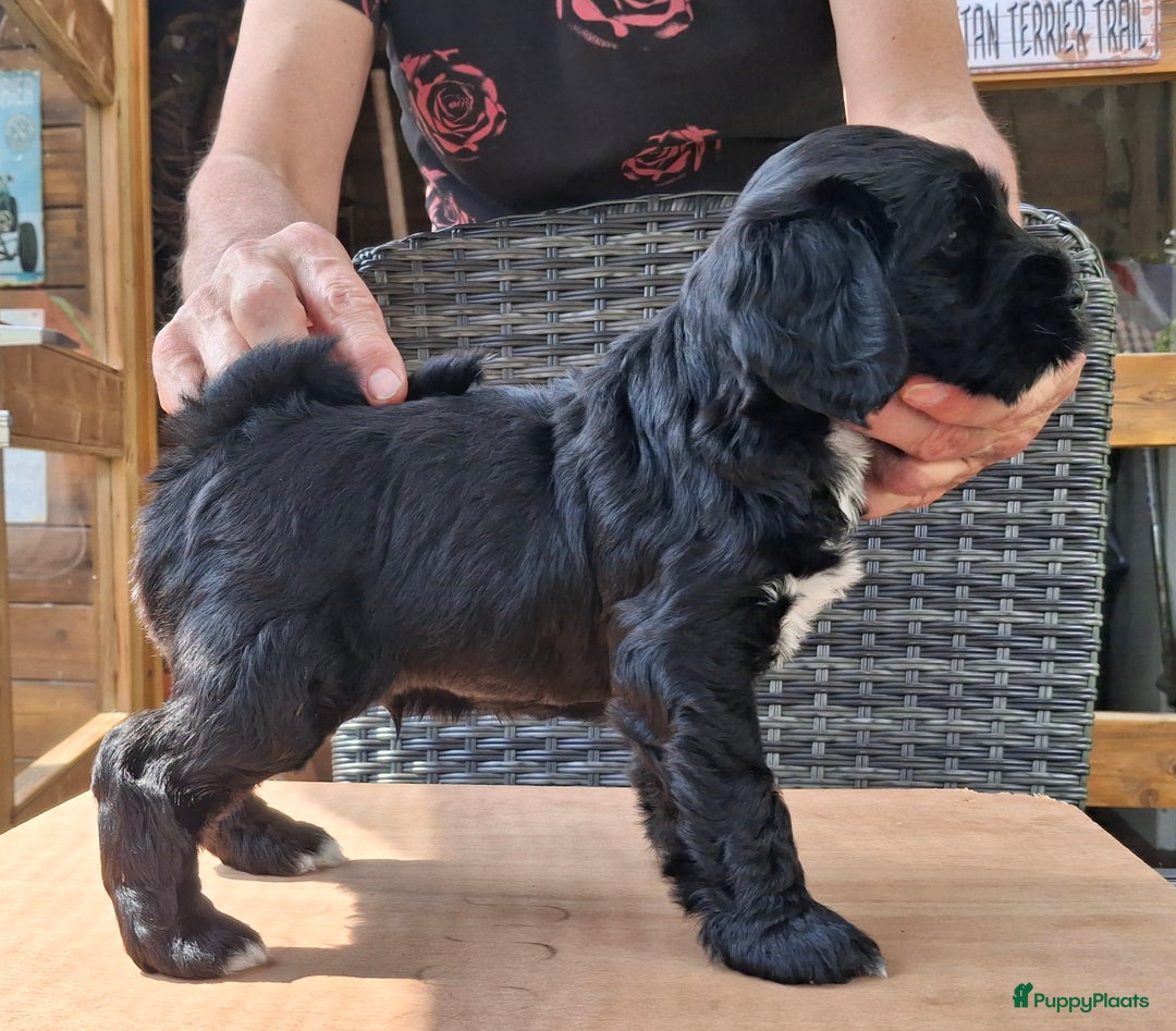 Tibetaanse Terriër honden te koop: Tibetaanse terrier pups - Afbeelding 3