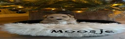 Maltipoo honden te koop: 💙🩷 nestje Maltipoo pups verwacht eind aug💙🩷 - Advertentie 7