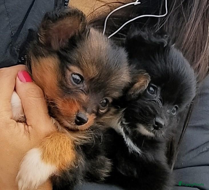 Kruising honden te koop: Orginele Papipoo - Advertentie 17
