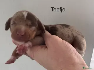 Teckel (korthaar) honden Prachtige teckel pups grootgebracht in huis - Advertentie 3