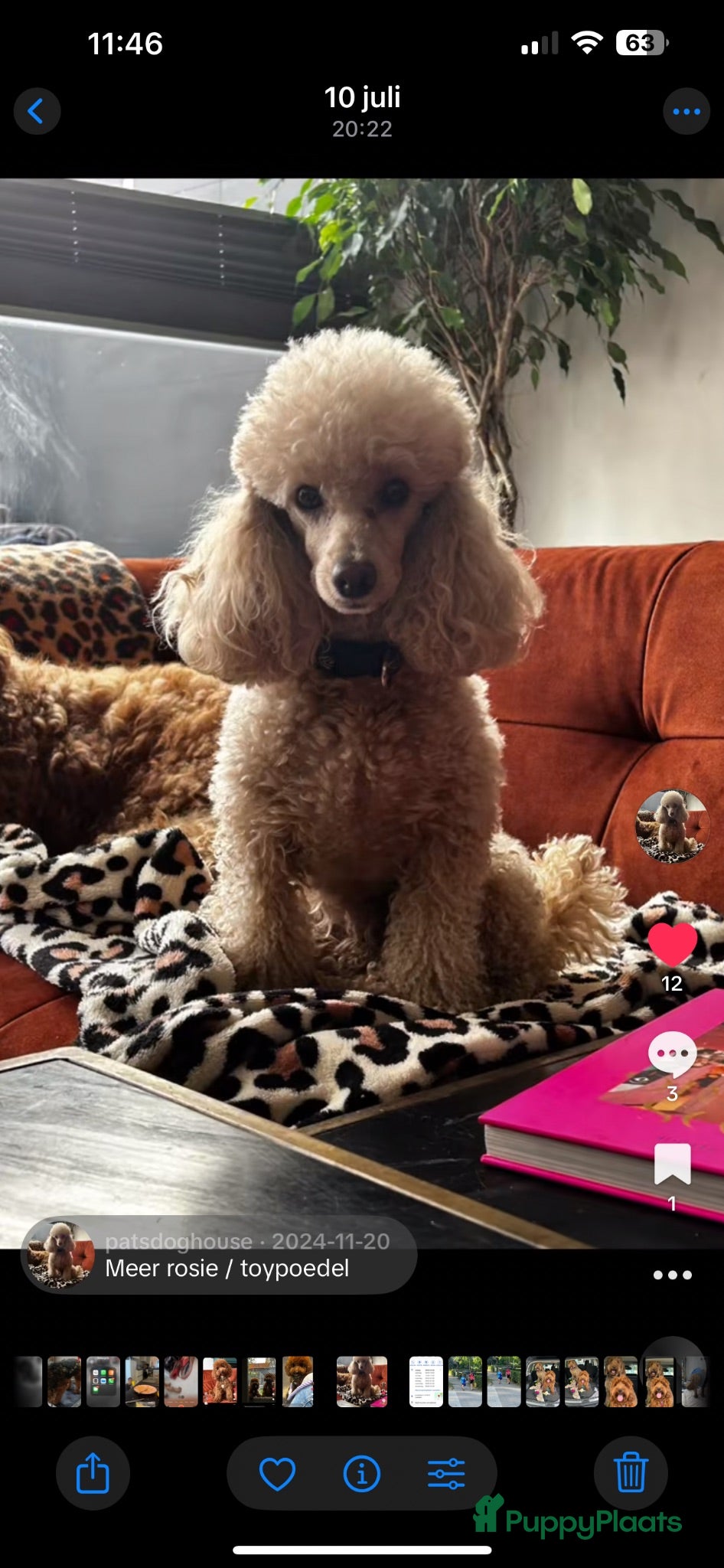 Poedel Toy honden Toy poedel raszuiver  - Advertentie 6