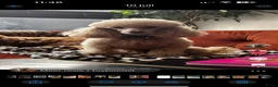 Poedel Toy honden te koop: Toy poedel raszuiver  - Advertentie 1
