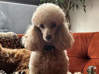 Poedel Toy honden Toy poedel raszuiver - Advertentie 6